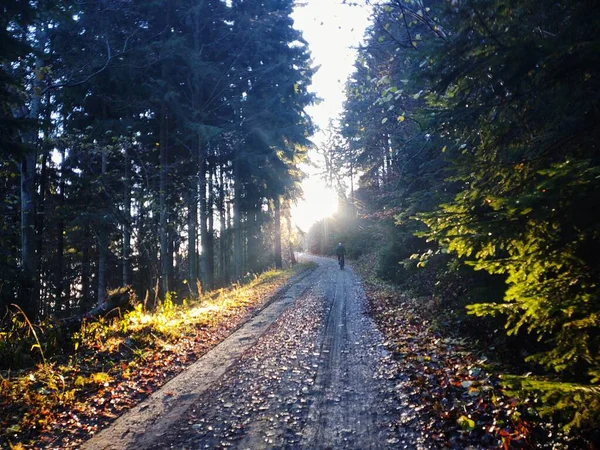 Radfahren Den Wäldern Der Natur Sommer Oder Herbst Slowakei — Stockfoto