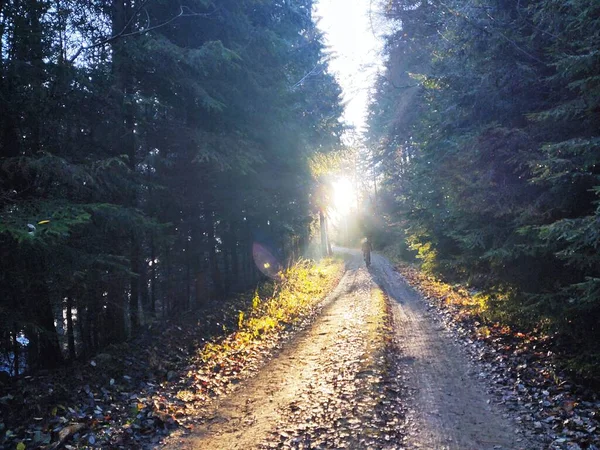 Radfahren Den Wäldern Der Natur Sommer Oder Herbst Slowakei — Stockfoto