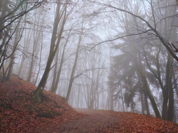 Őszi Erdő Fákkal Köddel — Stock Fotó