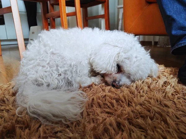 Perro Blanco Durmiendo Alfombra Piel Casa —  Fotos de Stock