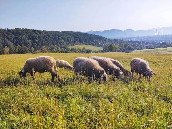 Ovelhas Pastando Prado Nas Montanhas — Fotografia de Stock