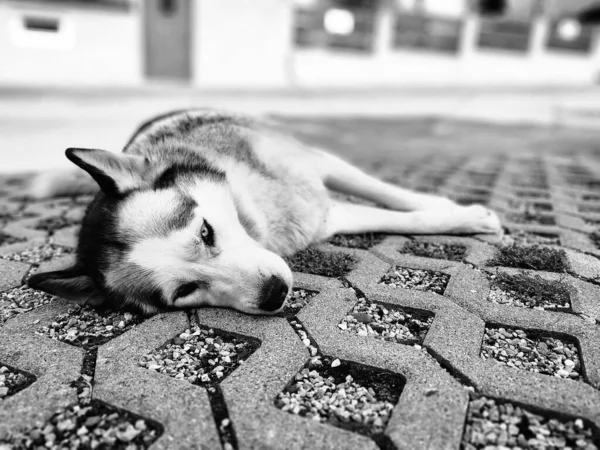 Porträt Eines Niedlichen Hundes Nahaufnahme — Stockfoto