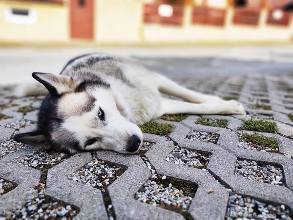 Портрет Милого Собаки Крупним Планом — стокове фото