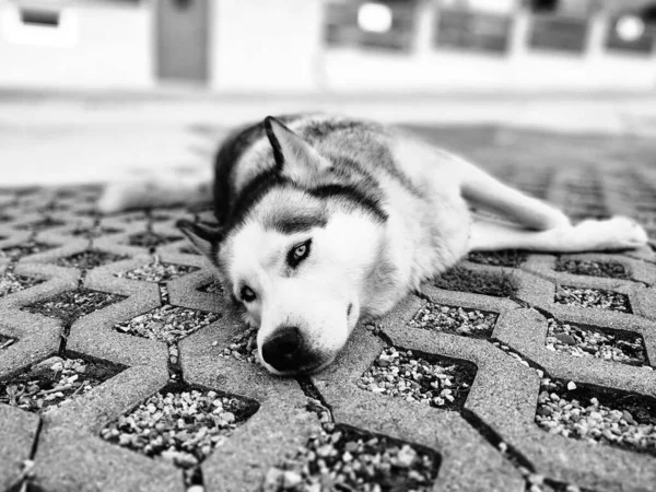 Portrait Cute Dog Close View — Stock Photo, Image