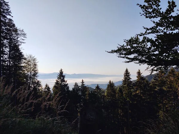 Dağları Ağaçları Olan Güzel Bir Manzara — Stok fotoğraf