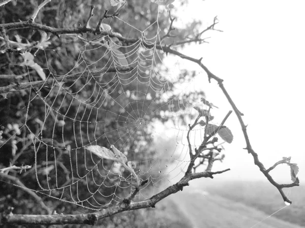 Çiy Damlalı Örümcek Ağı Görüntüyü Kapat — Stok fotoğraf