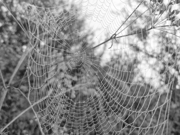 Spider Web Dew Drops Close View — Stock Photo, Image