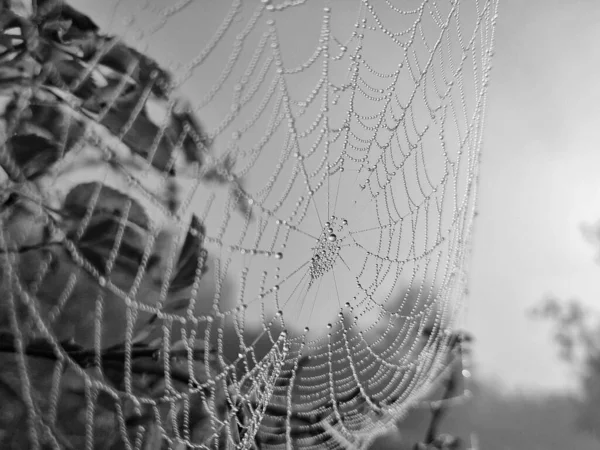 Spinnennetz Mit Tautropfen Nahsicht — Stockfoto