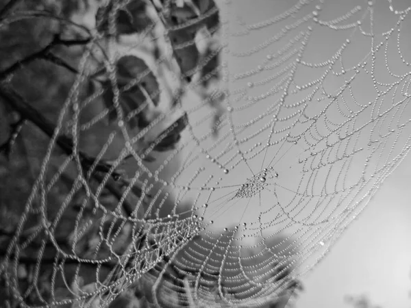 Spider Web Dew Drops Close View — Stock Photo, Image