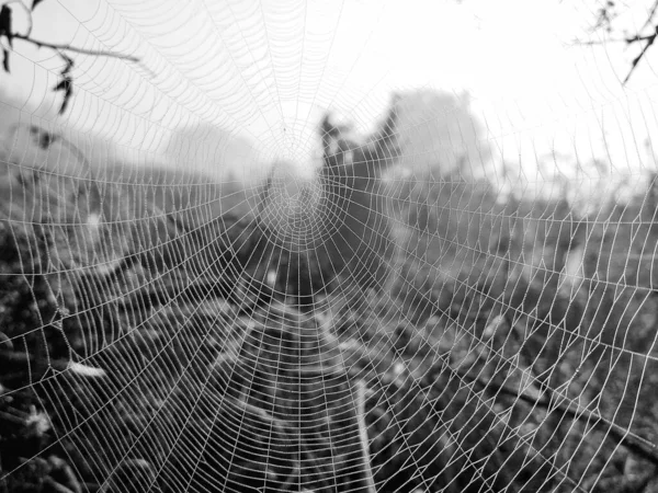 Spider Web Close View — Stock Photo, Image