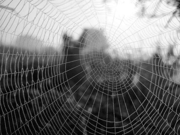 Spinnennetz Mit Tautropfen Nahsicht — Stockfoto