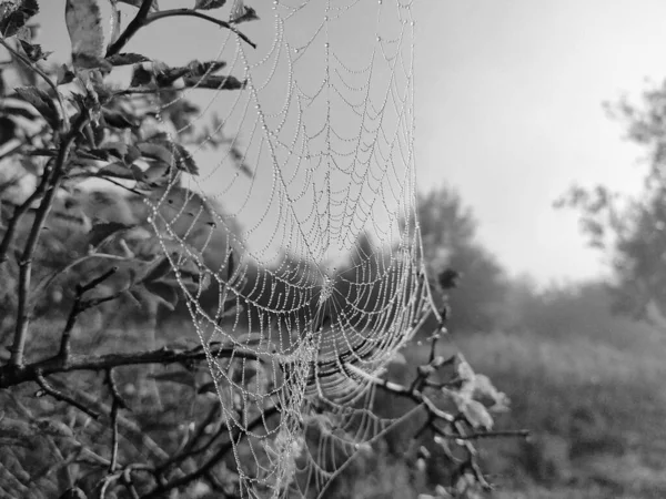 Spinnennetz Mit Tautropfen Nahsicht — Stockfoto