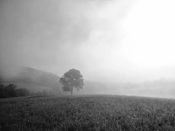 Csodálatos Természet Táj Ködös Időben — Stock Fotó