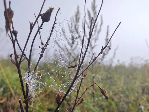 Spinnennetz Mit Tautropfen Nahsicht — Stockfoto