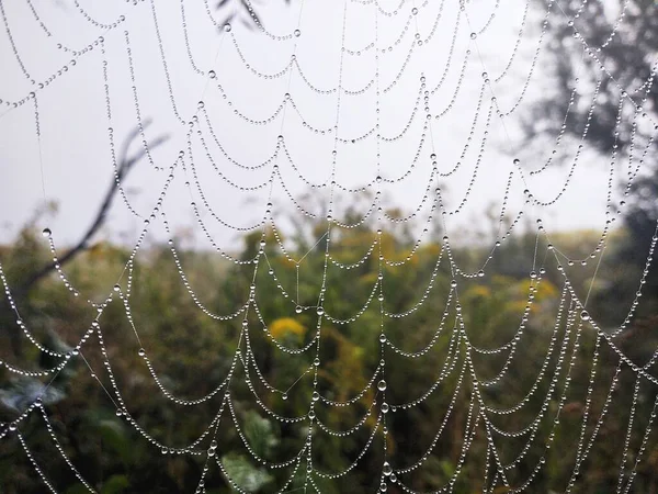 Spinnennetz Nahsicht — Stockfoto