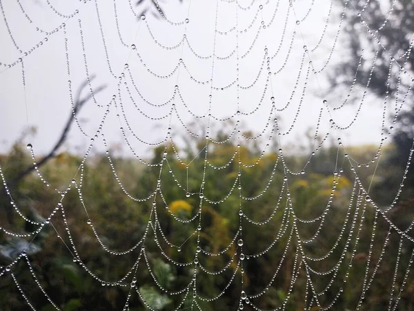 Toile Araignée Vue Rapprochée — Photo