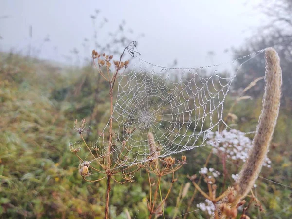 Toile Araignée Avec Gouttes Rosée Vue Rapprochée — Photo