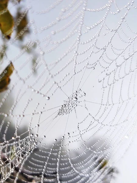 Spider Web Dew Drops Close View — Stock Photo, Image