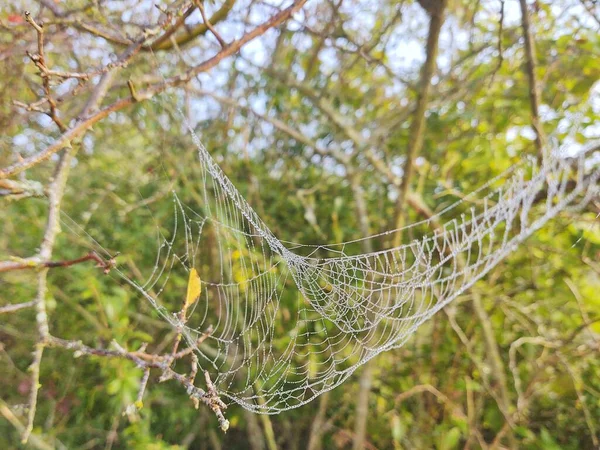 Spinnennetz Mit Tautropfen Nahsicht — Stockfoto