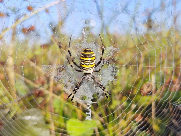 草の上に露滴と網の中にクモを飲み込む — ストック写真