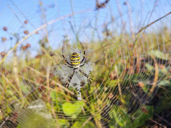 Wespenspinne Netz Mit Tautropfen Auf Dem Gras — Stockfoto