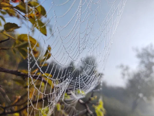 Pókháló Harmatcseppekkel Közelkép — Stock Fotó