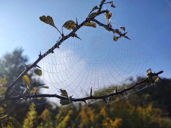 Spinnennetz Nahsicht — Stockfoto