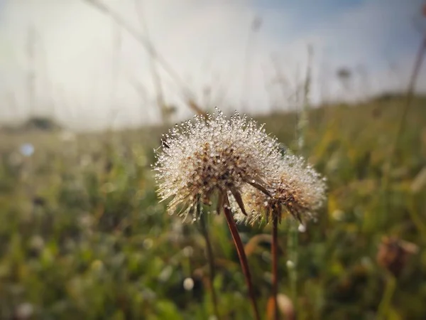 Schöne Blühende Blumen Nahsicht — Stockfoto