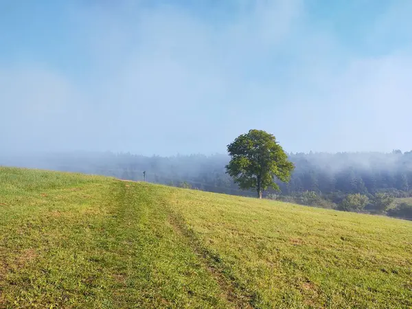Beautiful Landscape Green Meadow — Stock Photo, Image
