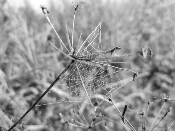 Telaraña Con Gotas Rocío Vista Cerca —  Fotos de Stock