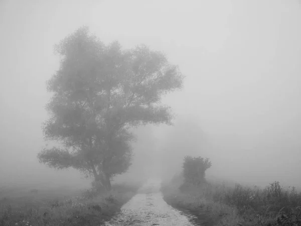 Дивовижний Природний Пейзаж Туманній Погоді — стокове фото