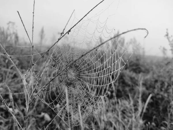 Toile Araignée Avec Gouttes Rosée Vue Rapprochée — Photo