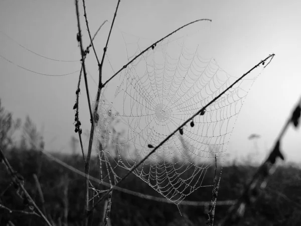 Toile Araignée Avec Gouttes Rosée Vue Rapprochée — Photo