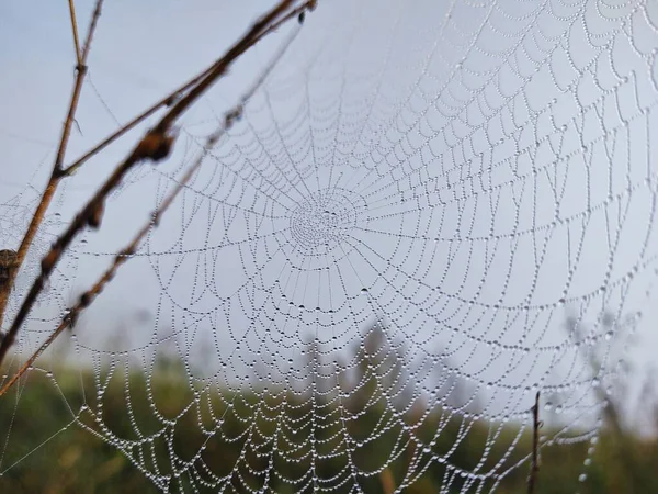 Toile Araignée Avec Gouttes Rosée Vue Rapprochée — Photo