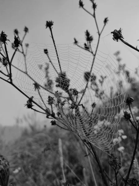 Toile Araignée Avec Gouttes Rosée Vue Rapprochée — Photo