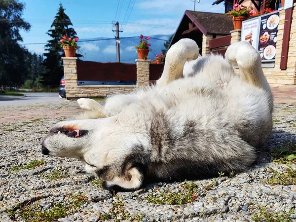 Ritratto Cane Carino Vista Vicino — Foto Stock