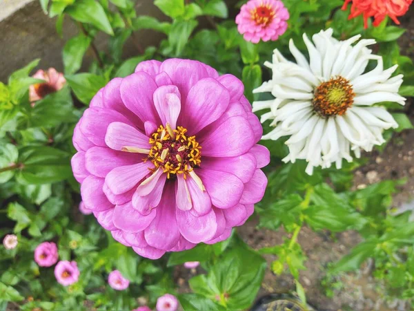 美しい咲く花 クローズアップビュー — ストック写真