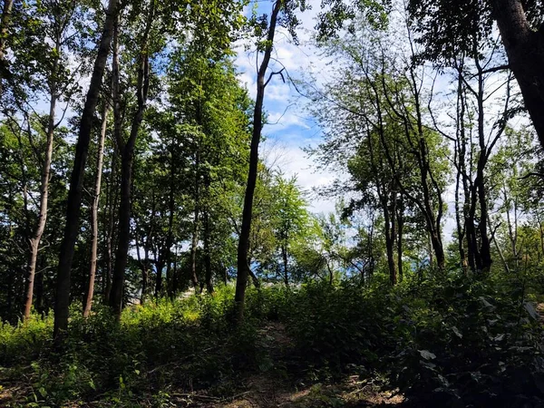 Foresta Verde Con Alberi Nella Giornata Sole — Foto Stock