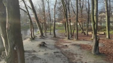 Sonbahar yaprakları yavaş çekimde düşüyor ve güneş sonbahar yapraklarında parlıyor.