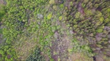 İlkbaharda ormanın hava görüntüleri