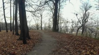 Sonbahar yaprakları yavaş çekimde düşüyor ve güneş sonbahar yapraklarında parlıyor.