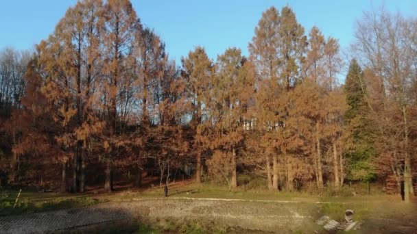 Foglie autunnali cadono al rallentatore e il sole splende attraverso le foglie autunnali — Video Stock