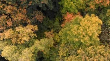 En tepedeki sonbahar tahtası. Doğa geçmişi. Renkli ağaçlarla dolu sonbahar ormanının havadan görünüşü.