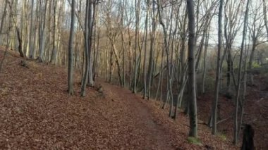 Sonbahar yaprakları yavaş çekimde düşüyor ve güneş sonbahar yapraklarında parlıyor.