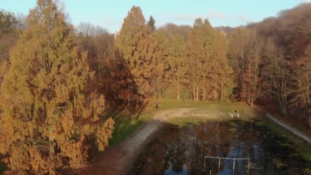 Hojas de otoño cayendo en cámara lenta y el sol brillando a través de hojas de otoño — Vídeos de Stock