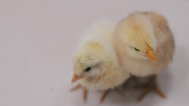 Voir les images de petits poussins jaunes dans la ferme de poulet, Industriel de la volaille, mouvement de la caméra — Video