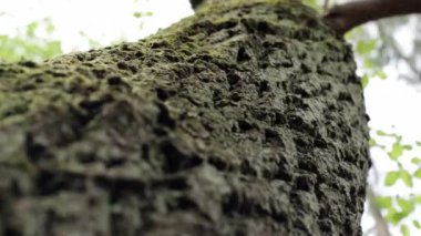 Ormandaki odunların dokusu. V kışı için ağaç hasat et.