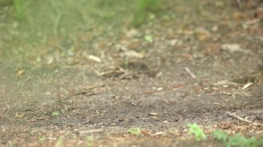 Bir sonbahar günü ağaçların arasında tek başına yürüyen bir adam. Sığ odak.