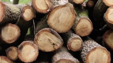 Ormandaki odunların dokusu. V kışı için ağaç hasat et.