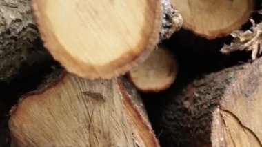Ormandaki odunların dokusu. V kışı için ağaç hasat et.